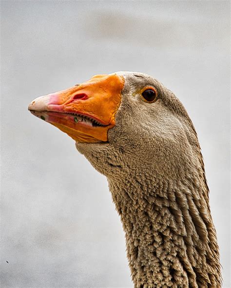 Angsa Greylag Burung Foto Gratis Di Pixabay Pixabay