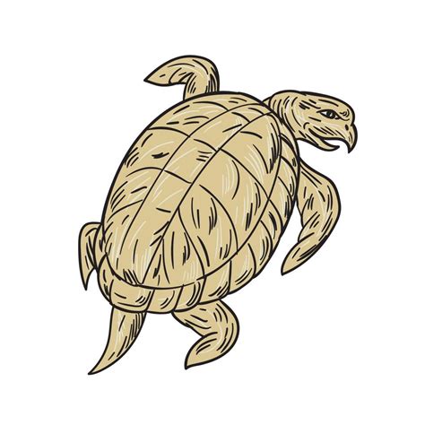 Dibujo De Tortuga Golfina 11755152 Vector En Vecteezy