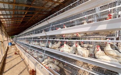 What Is The Cost Of Layer Cages Shipping To Harare Zimbabwe Poultry