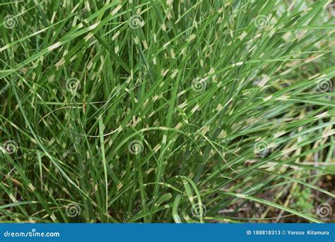 Zebra grass stock image. Image of green, sinensis, perennials - 188818313