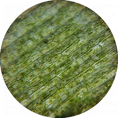 microscope-view of plant chloroplast free image | Peakpx