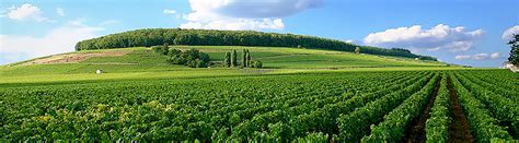 burgundy ap wine imports