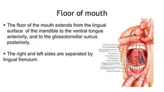 anatomy  oral cavity pptx