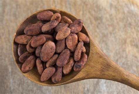 Roasted Cacao Beans Stock Photo Image Of Nutritive Organic 69695324