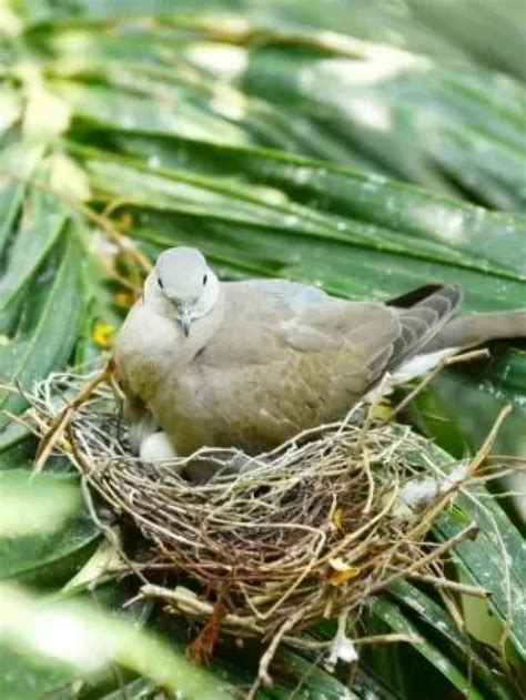 Can Birds Move Their Eggs Or Their Babies Nayturr