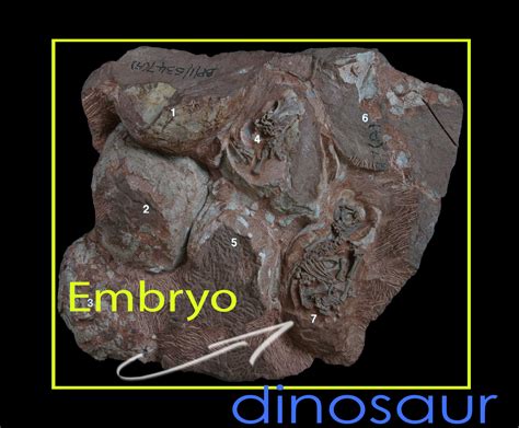 Dinosaur Embryo Fossils, Evidence for Evolution? • Darwin, Then and Now