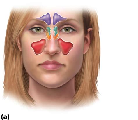 Sinuses Diagram Quizlet