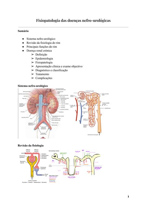 Solution Fisiopatologia Das Doen As Nefro Urol Gicas Studypool