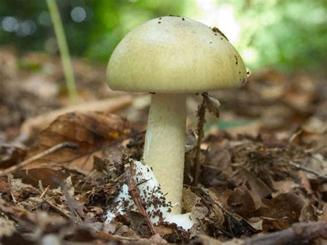 Experimental Drug Reverses Effects Of Toxic Wild Mushrooms : Shots ...