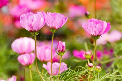 Pink cosmos flower 16403404 Stock Photo at Vecteezy