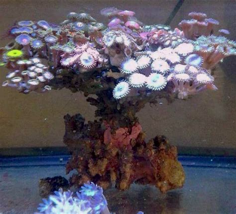 Tyler Bells Zoanthid Tree Is An Exquisite Concept Of Coral Display