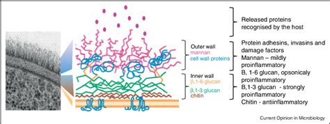 Figure 2 From Importance Of The Candida Albicans Cell Wall During