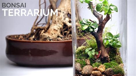 The Bonsai Terrarium - YouTube