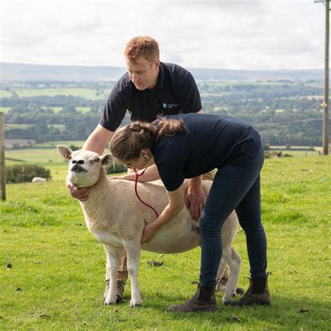 Sheep Artificial Insemination Castle Farm Vets