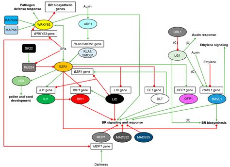 Ijms Free Full Text Exploring The Brassinosteroid Signaling In