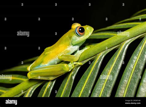 Boophis Sibilans Especie End Mica De Rana De La Familia Mantellidae