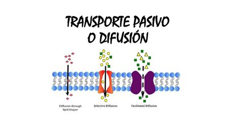 Transporte Pasivo O Difusi N Jennifer Mendivil Alhuay Udocz