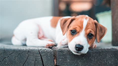 What Is The Ideal Weight For A Jack Russell Terrier