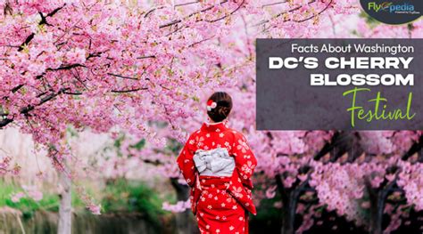 Facts About Washington Dc S Cherry Blossom Festival