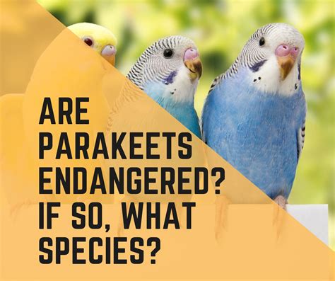 All About Parakeet Laying Eggs+Do parakeets lay unfertilized eggs