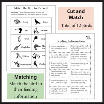 Bird Beak Adaptations by Dr Dave's Science | Teachers Pay Teachers