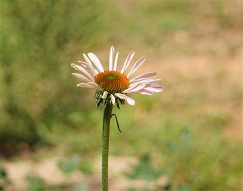 The Purple Coneflower: A Superflower for Pollinators and More