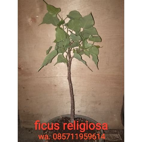 Jual Bahan Bonsai Ficus Bodhi Ficus Religiosa Rawatan Shopee Indonesia