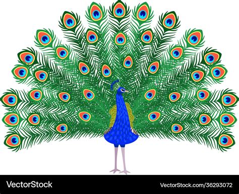 Beautiful Peacock Cartoon Bird Royalty Free Vector Image