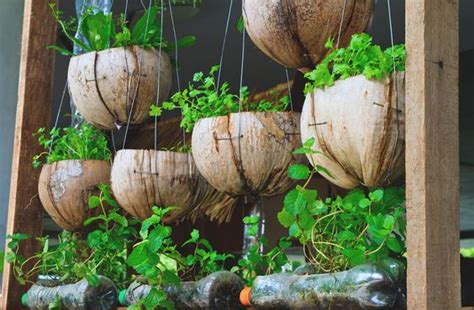 10 Fabulous Coconut Shell Planters Inspirational DIY Ideas