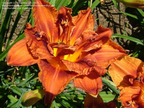 Plantfiles Pictures Daylily Double Bourbon Hemerocallis By Mainer