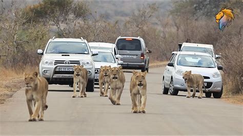 Lion Pride Blocking The Road At Kruger National Park Latest Kruger Sightings Youtube