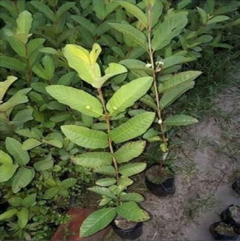 Full Sun Exposure Green Thai7 Guava Plant For Fruits At Rs 150 Piece