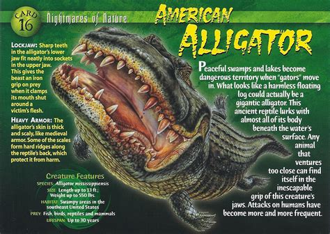 American Alligator Weird N Wild Creatures Wiki Fandom Powered By Wikia