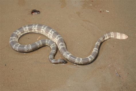 Horned sea snake