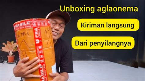 Unboxing Aglaonema Kiriman Langsung Dari Penyilangnya Aglaonema