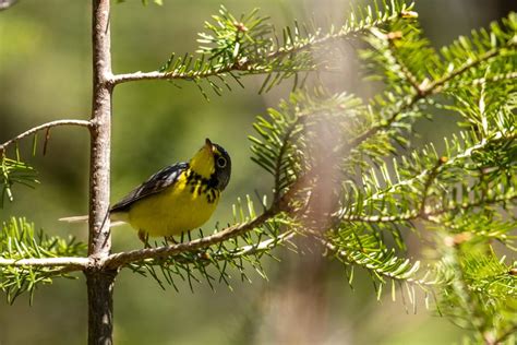 24 Species Of Warblers In British Columbia Id Song Season Guide