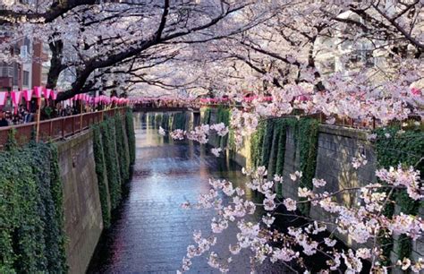 El hermoso espectáculo del florecimiento de cerezos en Japón