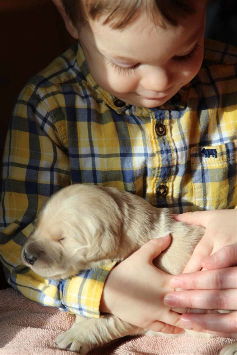 New England raised AKC Golden Retrievers enjoy lots of snuggling with children - Windy Knoll