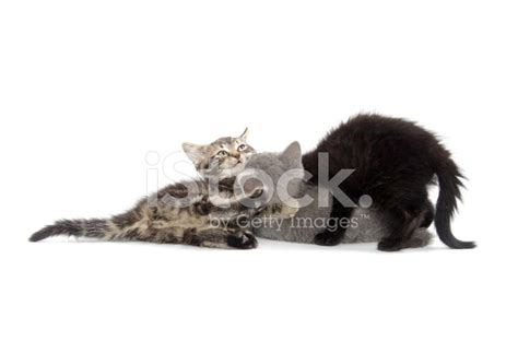 Three Kittens Playing Stock Photo | Royalty-Free | FreeImages