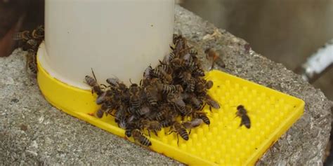 What's A Bee Feeder And Do I Need One? - Revive A Bee