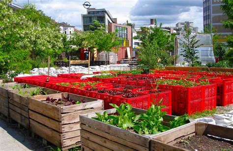 Ciudades defienden la agricultura urbana para mejorar alimentación El