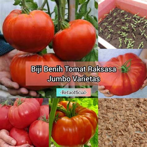 Jual Refa Biji Benih Tomato Giant Super Tomat Raksasa Original