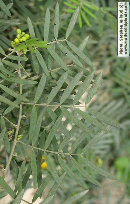 Senna alexandrina (Alexandrian Senna) : MaltaWildPlants.com - the online Flora of the Maltese ...