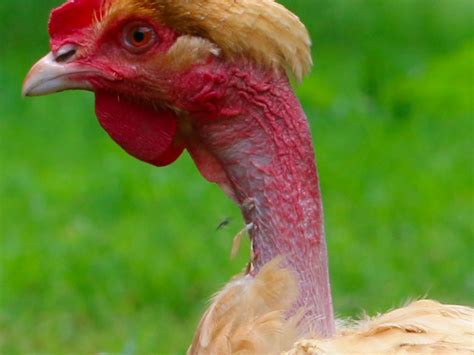 Naked Neck Learn At Homesteader Me