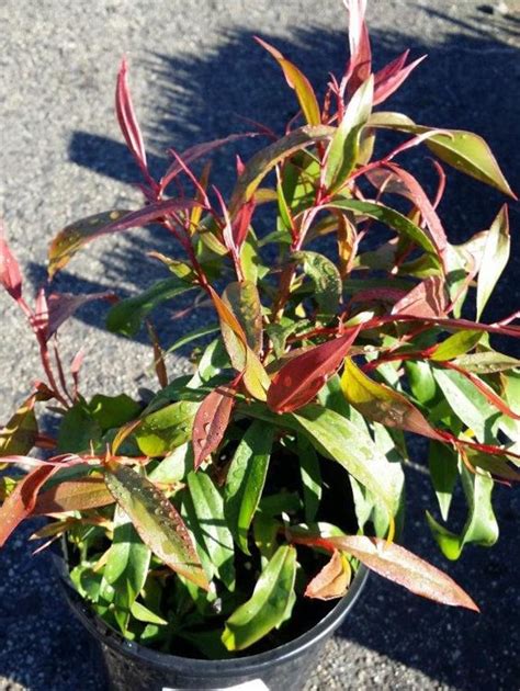 Agonis Flexuosa Nana Wholesale Nursery Nurseries In Melbourne