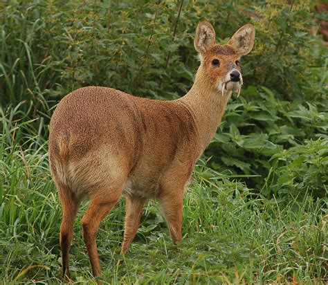 Chinese Water Deer | Paul Smith | Flickr