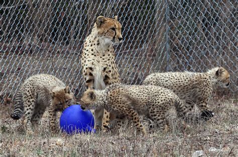 Cheetah Cubs Growing Getting Close To Public Debut Richmond Local