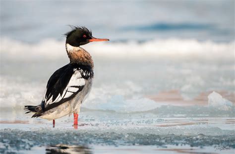 Red-breasted Merganser | Audubon Field Guide