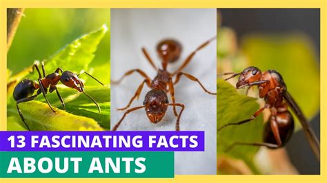 13 Fascinating Facts About Ants Youtube