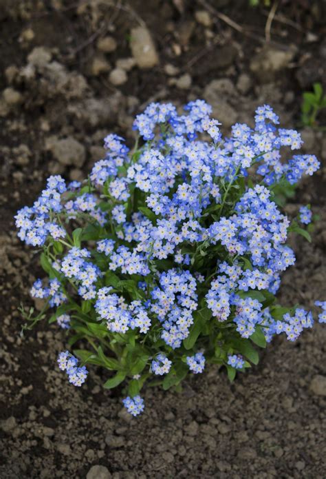 When To Plant Forget Me Nots Tips On Planting Forget Me Nots From